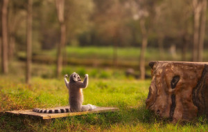 funny animal picture, funny lemur picture, lemur picture, manly lemur ...