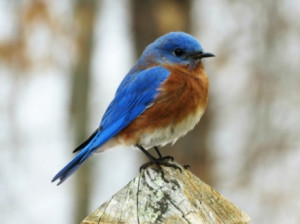 Bluebird of Happiness - Brown Blue, Nature, Blue in Nature, Brown ...