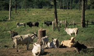 Cattle Ranching The Amazon