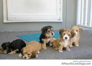 Yorkie Bichon Dogs And Puppies For Sale Chon Breeders Yorkies Funny ...