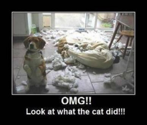 Yeah, too bad we don't HAVE a cat!