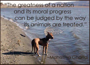 ... quotes Top 10 Reasons Not to Trust a Pitbull For the Love of Pitbulls