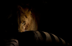Lion on a zebra kill, by Alistair Swartz. Even an adult male lion must ...