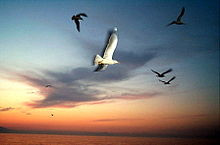 The gulls who scorn perfection for the sake of travel go nowhere ...