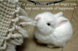 Cute Baby Animals With Sayings From cute baby animals