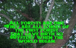 All Forests Are One They Are All Echos
