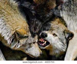 Wolves Fighting Stock Photo