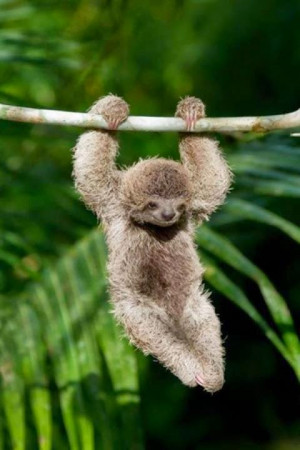 http://capturingmotions.blogspot.com/2014/04/baby-sloth-so-cute.html