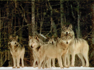 Wolves WOLVES