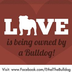 Bulldog Quotes