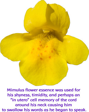 California Wild Rose, Calendula, Golden Yarrow & Mimulus: