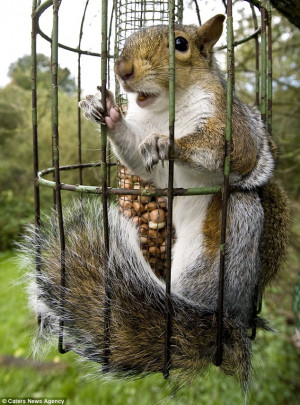 Glutton for punishment: This cheeky squirrel broke into the bird ...