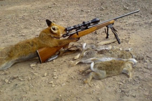 Coyote Hunting Image