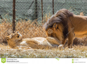 male lion expressing interest in his lioness.