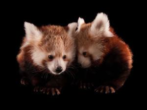 ... 2013 red pandas lincoln children s zoo twin three month old red pandas