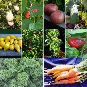 Seed Packet Box with Heirloom Seeds