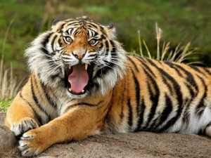 Beautiful Wild animals desktop wallpapers, photography , latest, cool ...