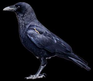 How longdo crows live?