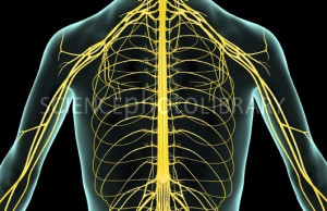 The Nerves Upper Body