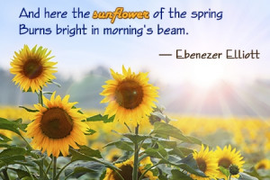 Beautiful Sunflower Quotes and Sayings