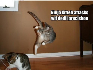 ninja kitty attacks with deadly precision