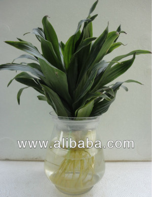 View Product Details: Lucky Bamboo (Dracena)