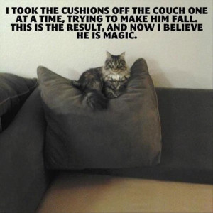 This cat is magic