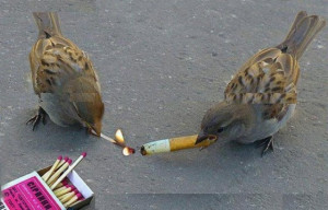 Funny Birds Smoking Cigarette Funny Animals Pictures