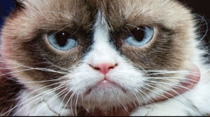 Grumpy Cat Quotes Grumpy Cat Quotes