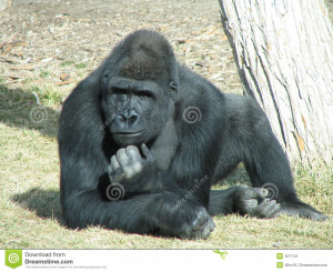 Gorilla in a pose as if he was thinking about something.