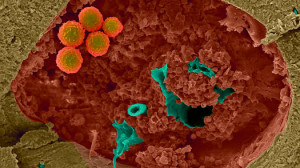 Mice Research Shows Promise of Adult Stem Cells