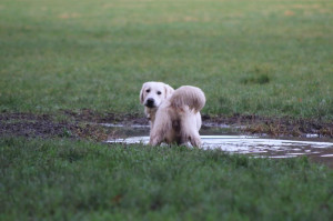 Noah is hier illegaal aan het modderbaden (en hij weet dat het niet ...