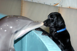 Baby dolphin with a puppy, a cute overdose.