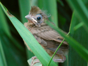 baby cardinal cinereous vulture bird in flight seagull flying abdim