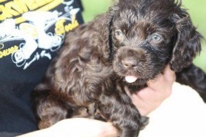 boykin spaniel puppies
