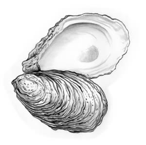 home oyster cartoon oyster animal pictures pics and animal wallpapers ...