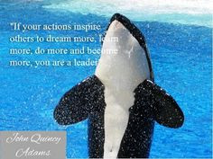 Happy Whale Tumblr Picture