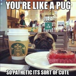 You're like a pugSo pathetic its sort of cute