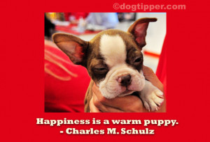 quote-schulz-puppyWEB