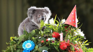 Archer the orphaned koala joey turns one and celebrates with a gum ...
