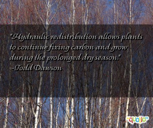 Hydraulic redistribution allows plants to continue fixing carbon and ...