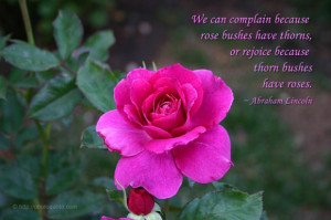... thorns, or rejoice because thorn bushes have roses. ~ Abraham Lincoln