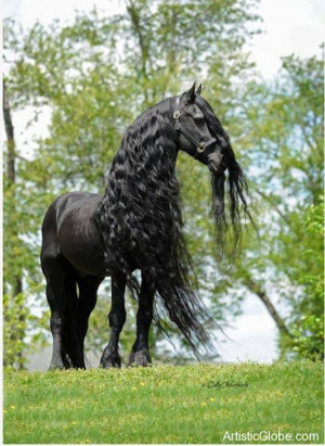 Friesian Stallion Horse
