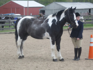 ... official horse show *MAY* at the Forum Contests forum - Horse Forums