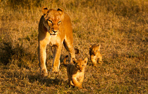 lioness protecting her cubs