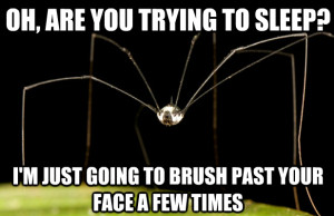 ... (known as a Daddy Long Legs in USA and Canada) Shutterstock.com