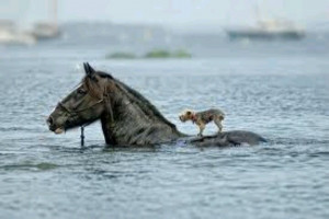 Rescue horse