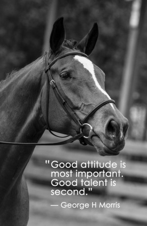 Attitude Adjustment [Horse Show Favorites]