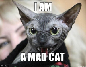 Mad Cat Meme