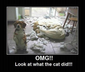 innocent dog, look what the cat did, funny animals